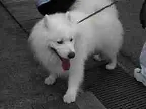 perro de Takayama