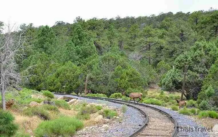 Vía del tren del Gran Cañón entre pinos, con un ciervo junto a las vías