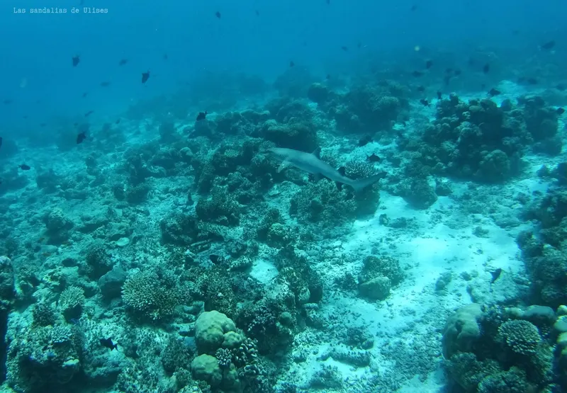 Clara viendo el Tiburon de coral, Maldivas