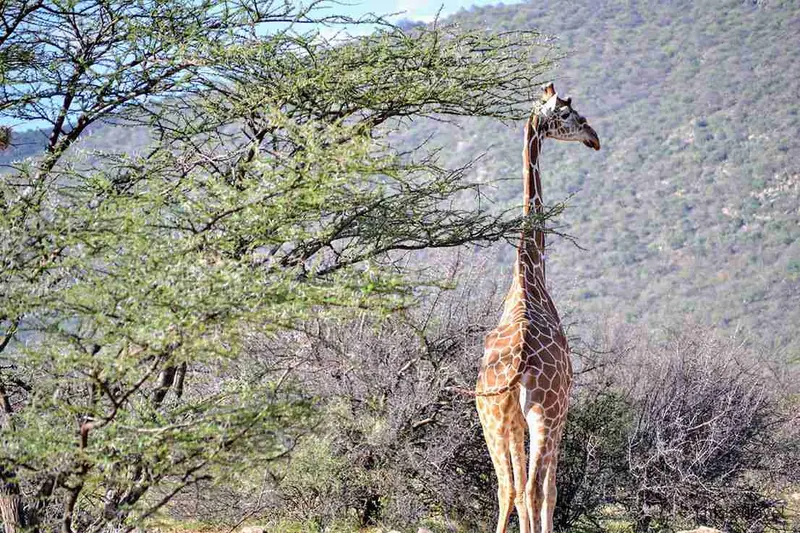 jirafa reticulada samburu