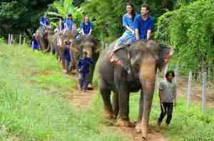 campamento de elefantes