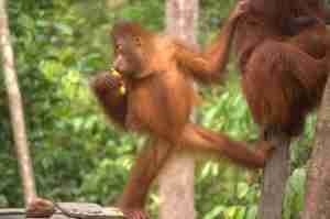 adorable pequeño orangutan