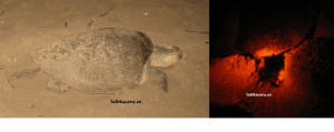 Imagen 1.JPG Desove de las tortugas en Nicaragua
