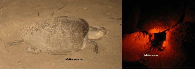 Desove de las tortugas en Nicaragua
