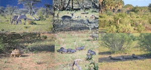 animales samburu kenia