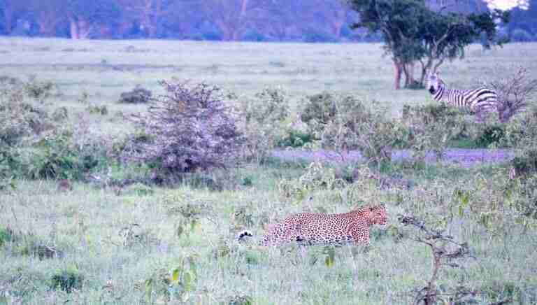 leopardo cazando en nakuru