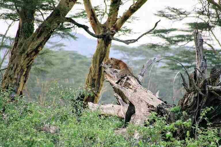 leopardo sobre la acacia amarilla