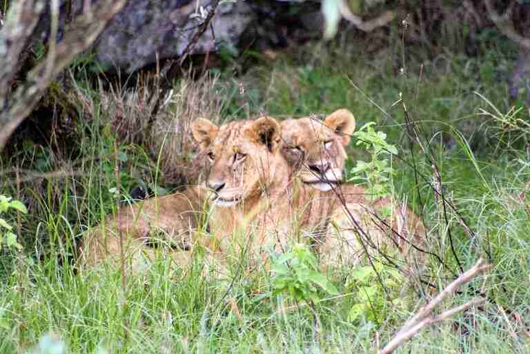 leones en Nakuru