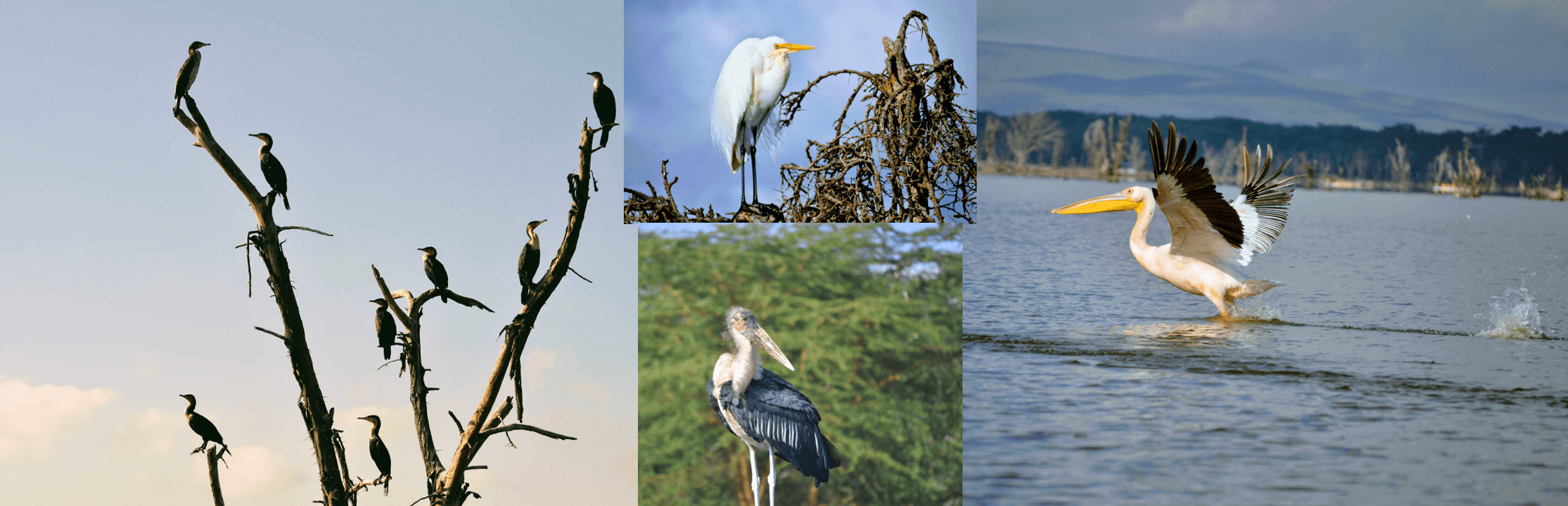 aves de lago aves del lago Naivasha