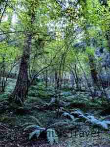 bosques encantadores en Bizkaia