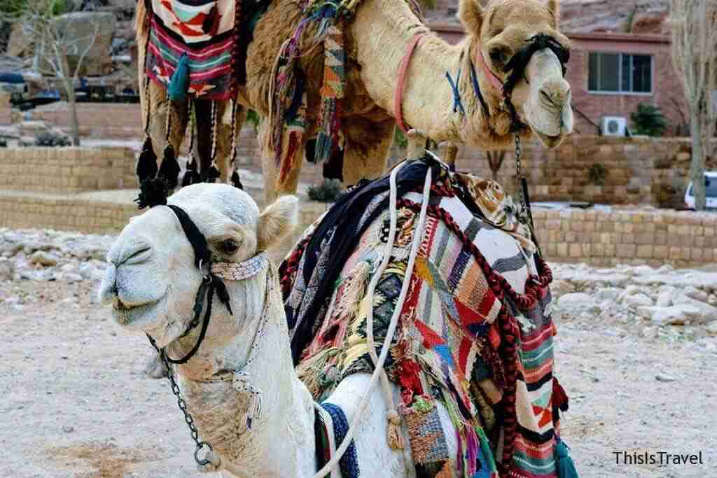 DSC_0344 2 Camellos de Petra