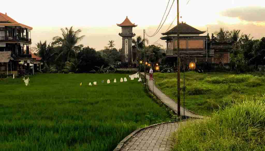 arroz ubud bali