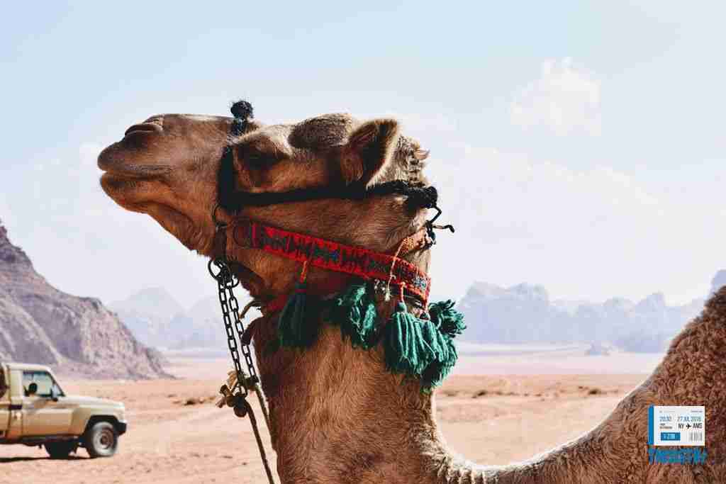 camello en el desierto del Wadi Rum, Jordania